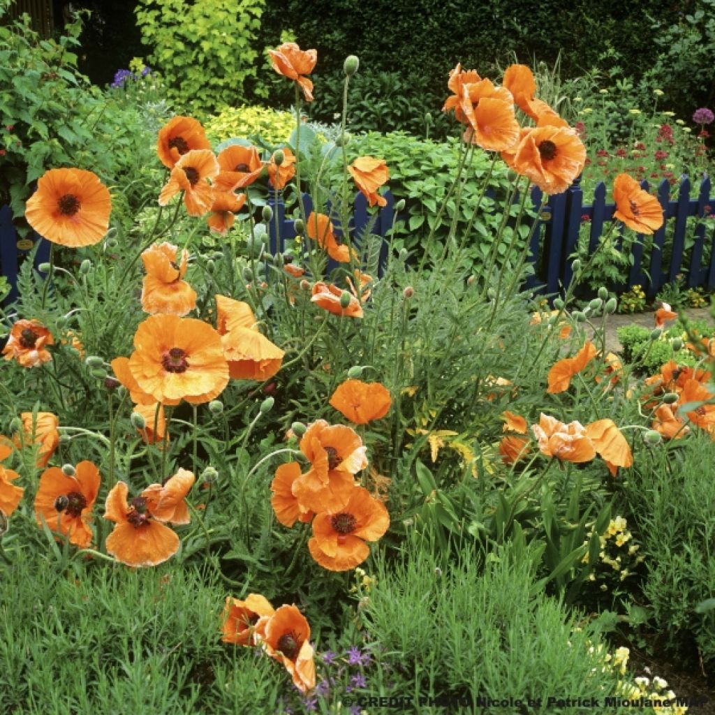 Papaver orientale Harvest Moon