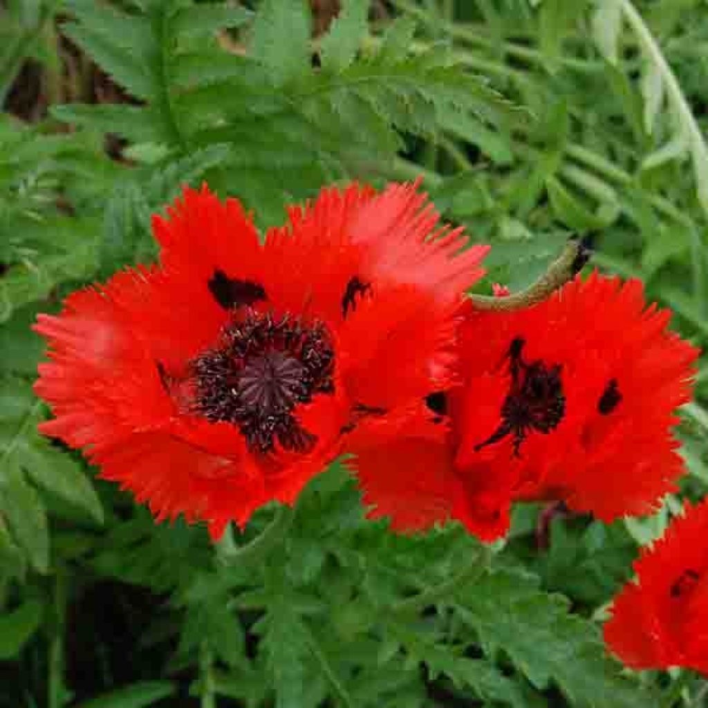 Papaver orientale Türkenlouis