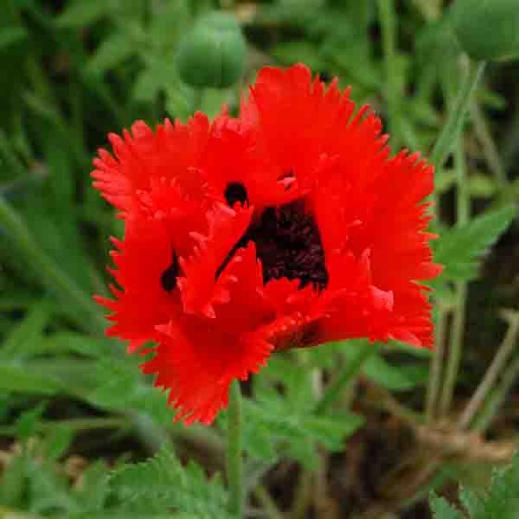 Papaver orientale Türkenlouis