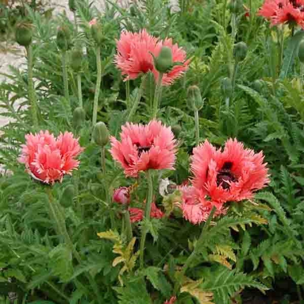 Pavot d Orient - Papaver orientale Clochard