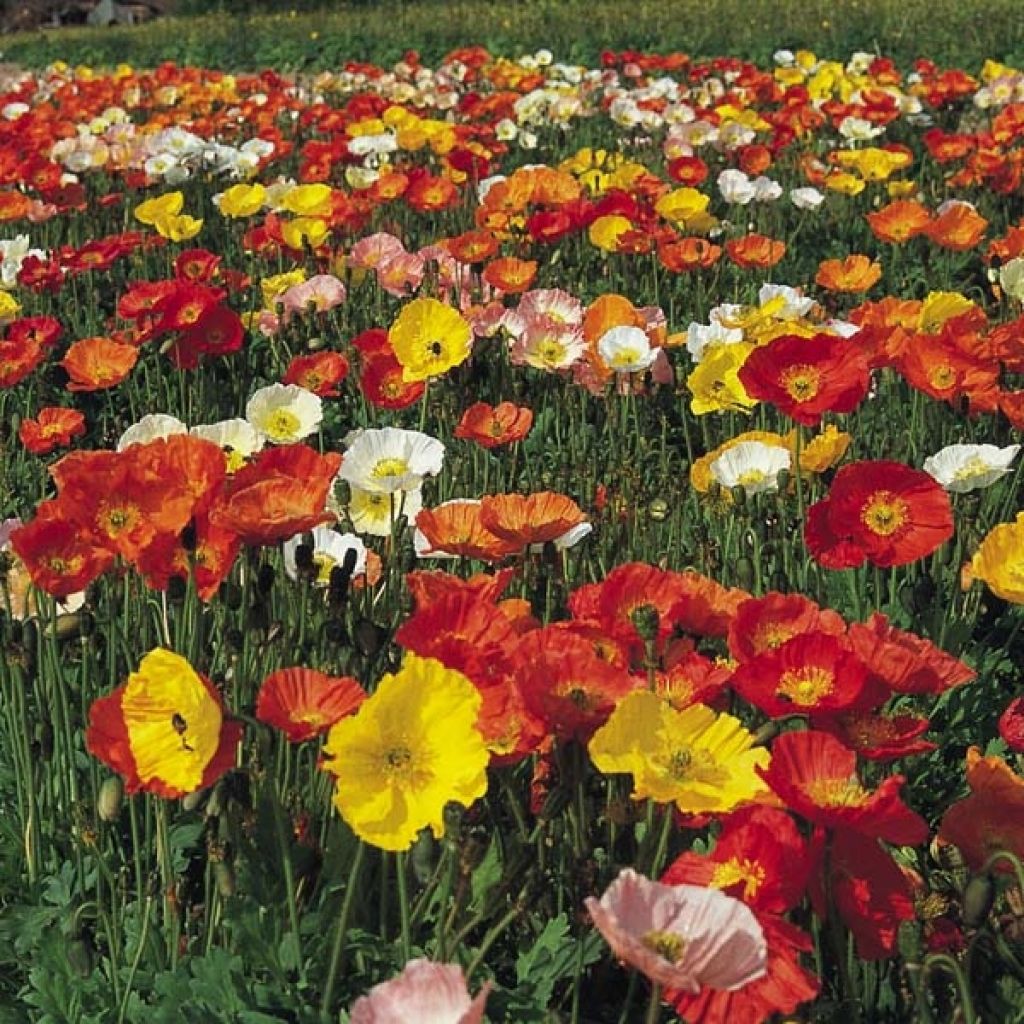 Papaver nudicaule Gartenzwerg