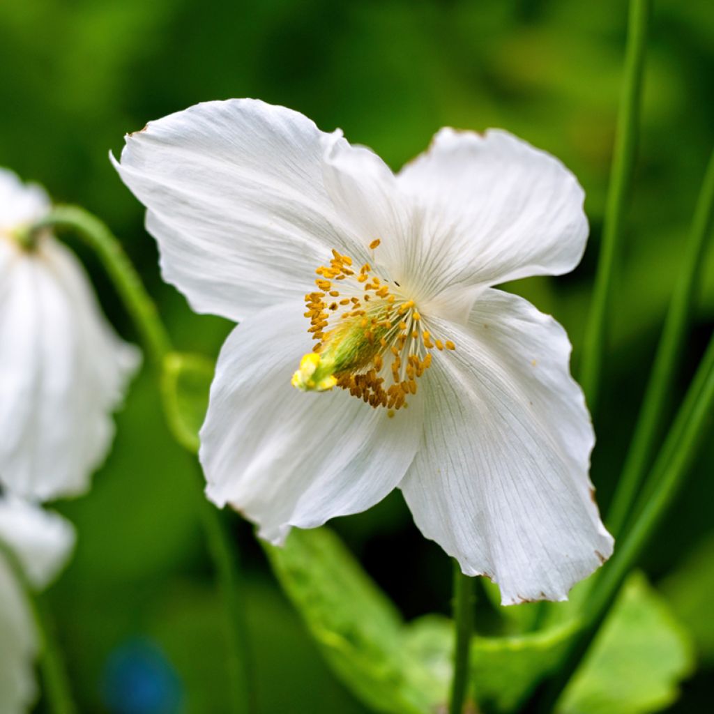 Meconopsis betonicifolia Alba