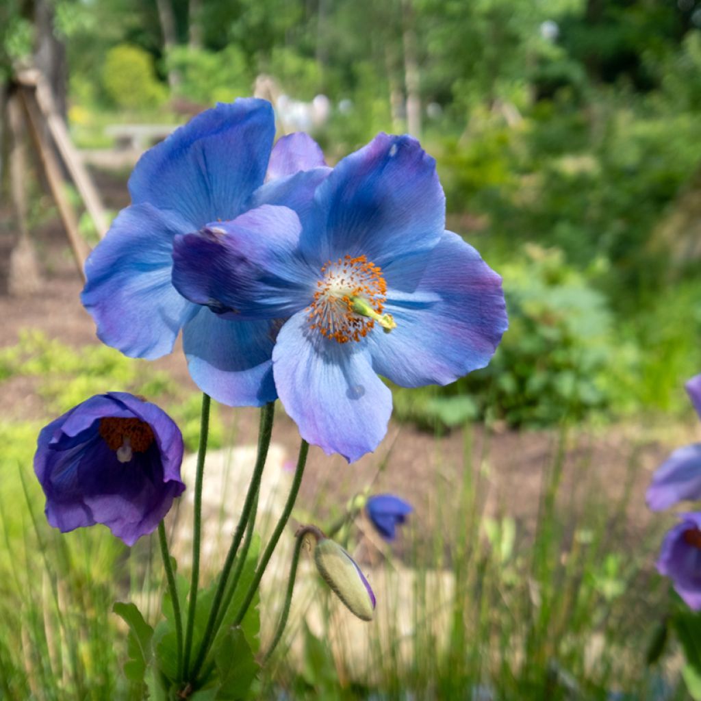 Meconopsis betonicifolia - Papavero blu dell'Himalaya