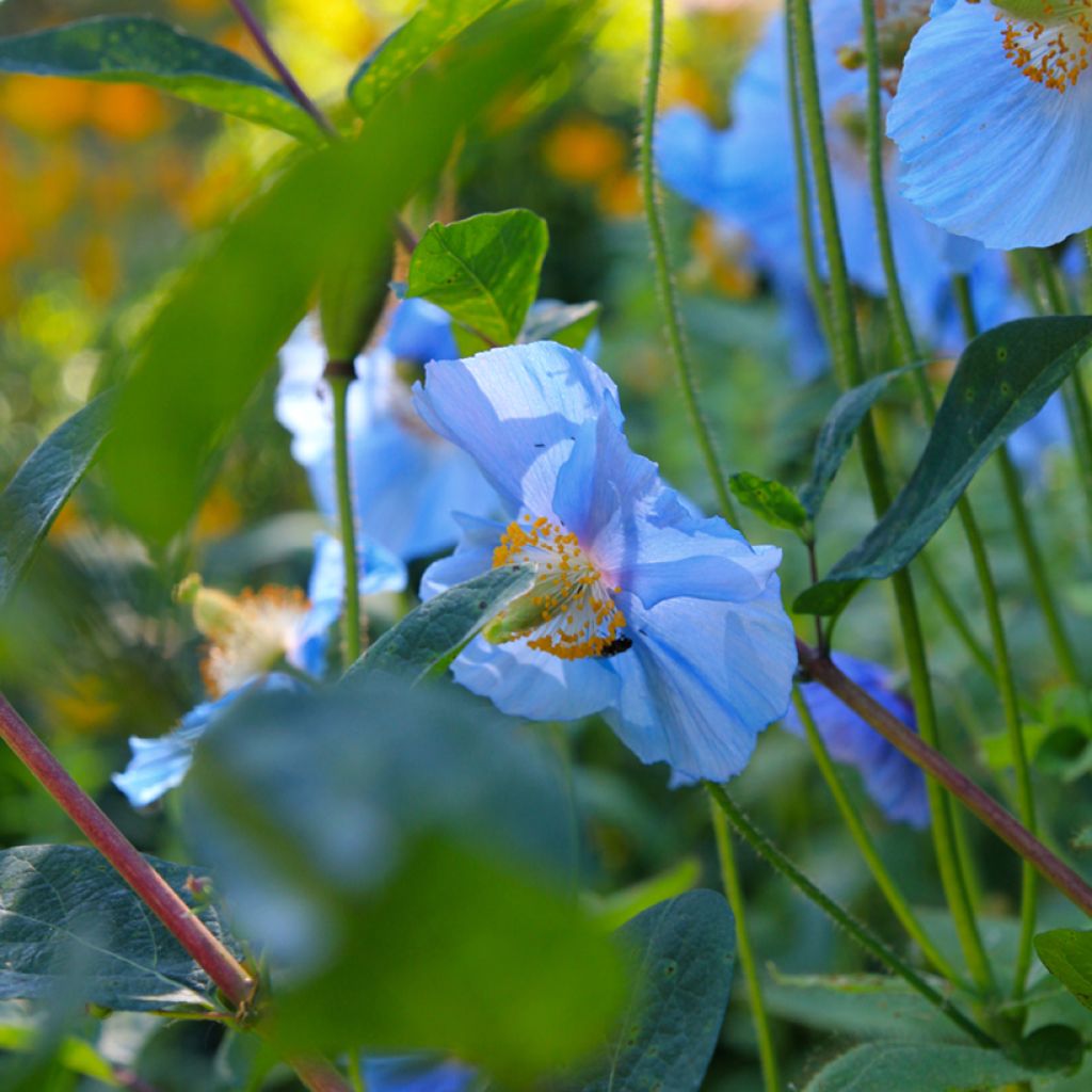 Meconopsis betonicifolia - Papavero blu dell'Himalaya