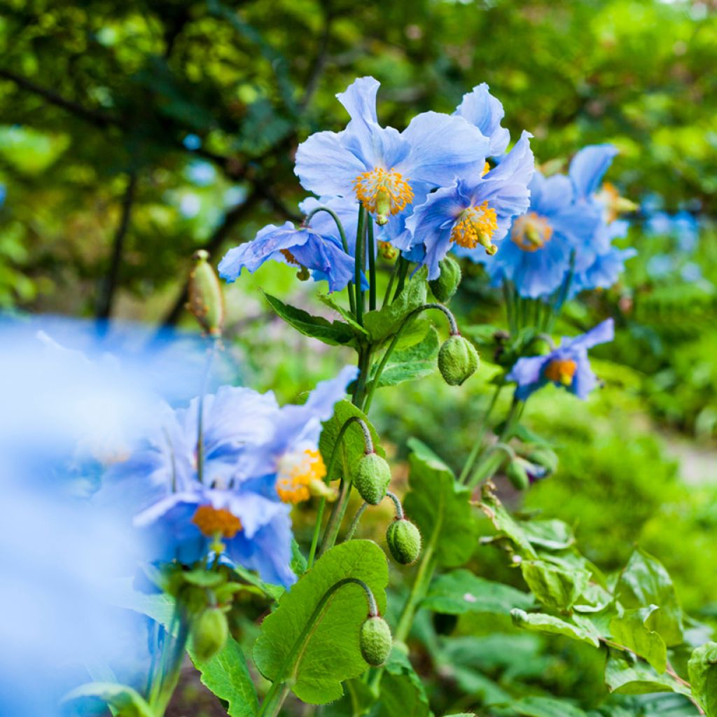 Meconopsis betonicifolia - Papavero blu dell'Himalaya