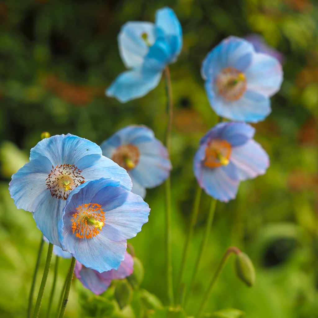 Meconopsis betonicifolia - Papavero blu dell'Himalaya