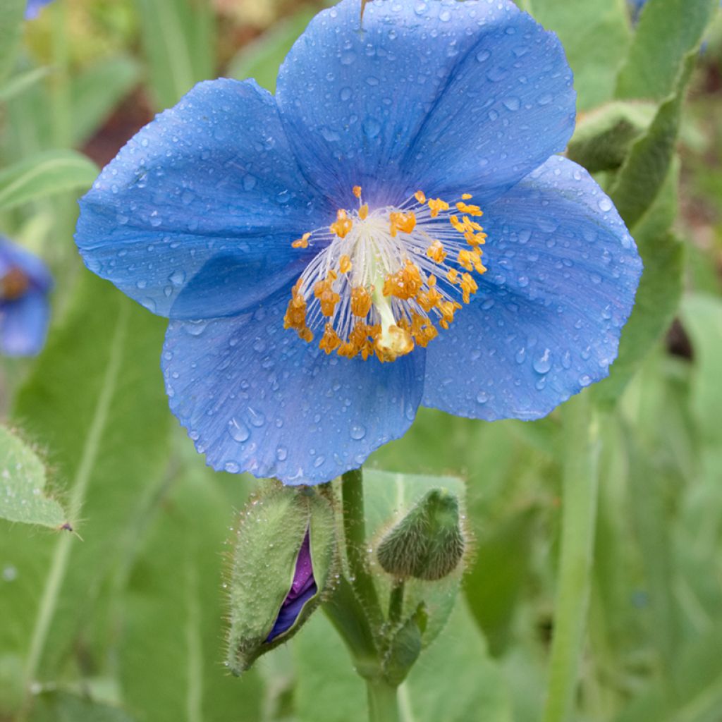 Meconopsis betonicifolia - Papavero blu dell'Himalaya