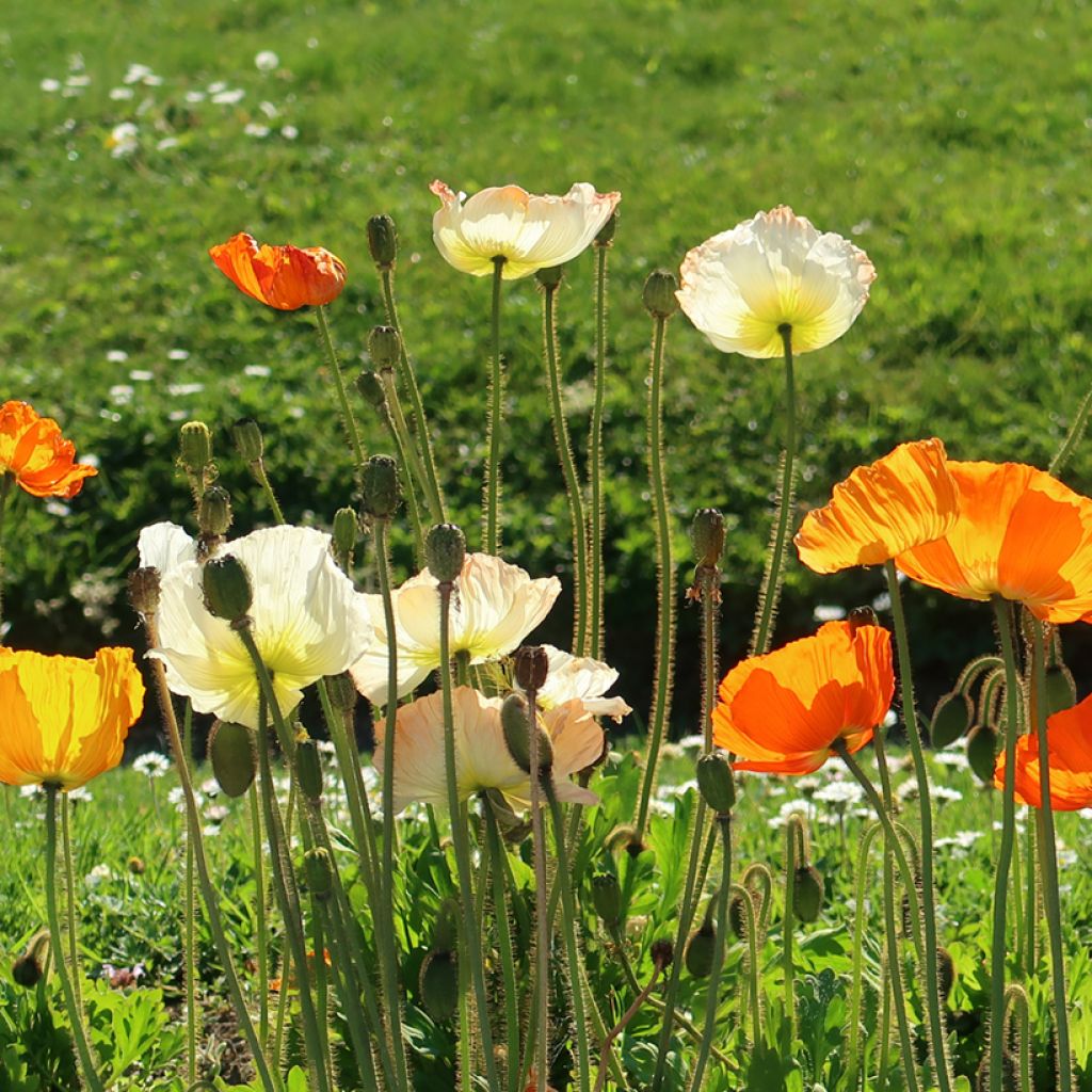 Papaver nudicaule Gartenzwerg