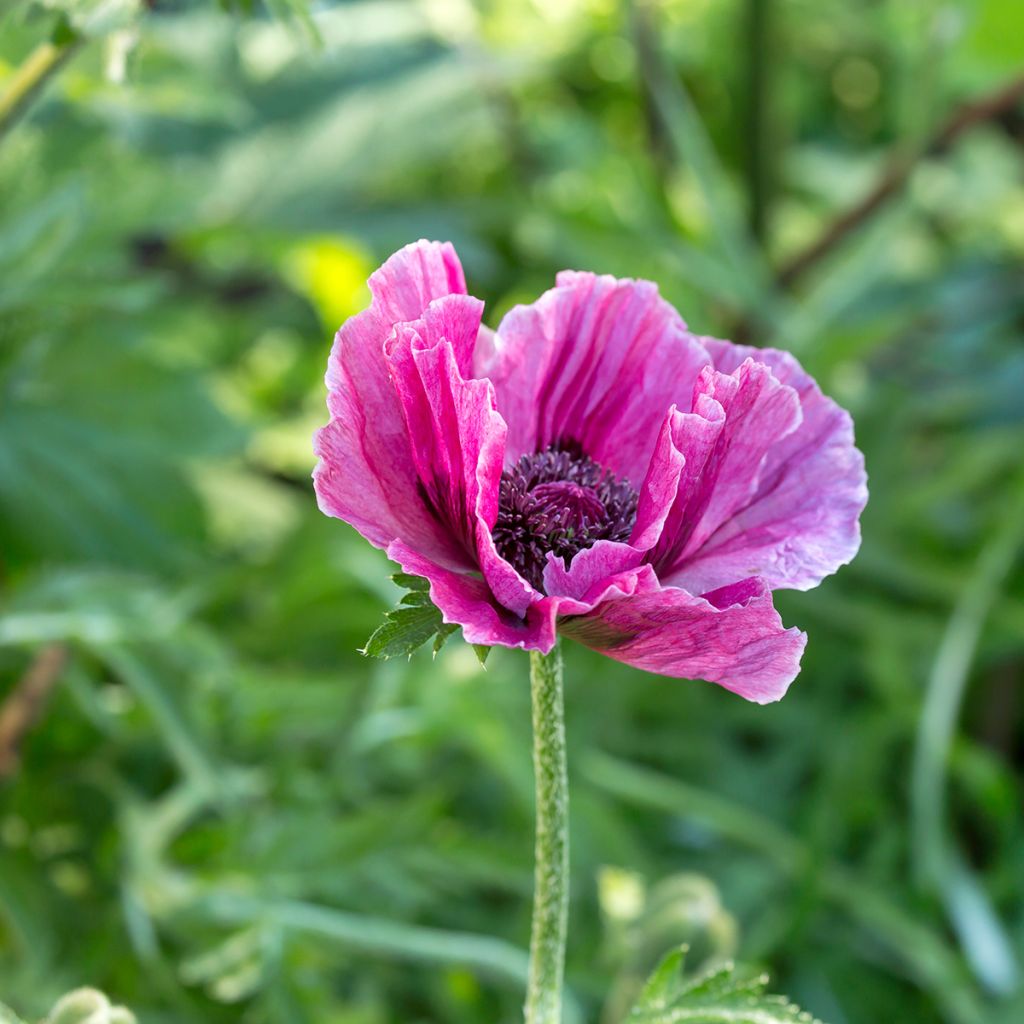 Pavot d'Orient Harlem - Papaver orientale