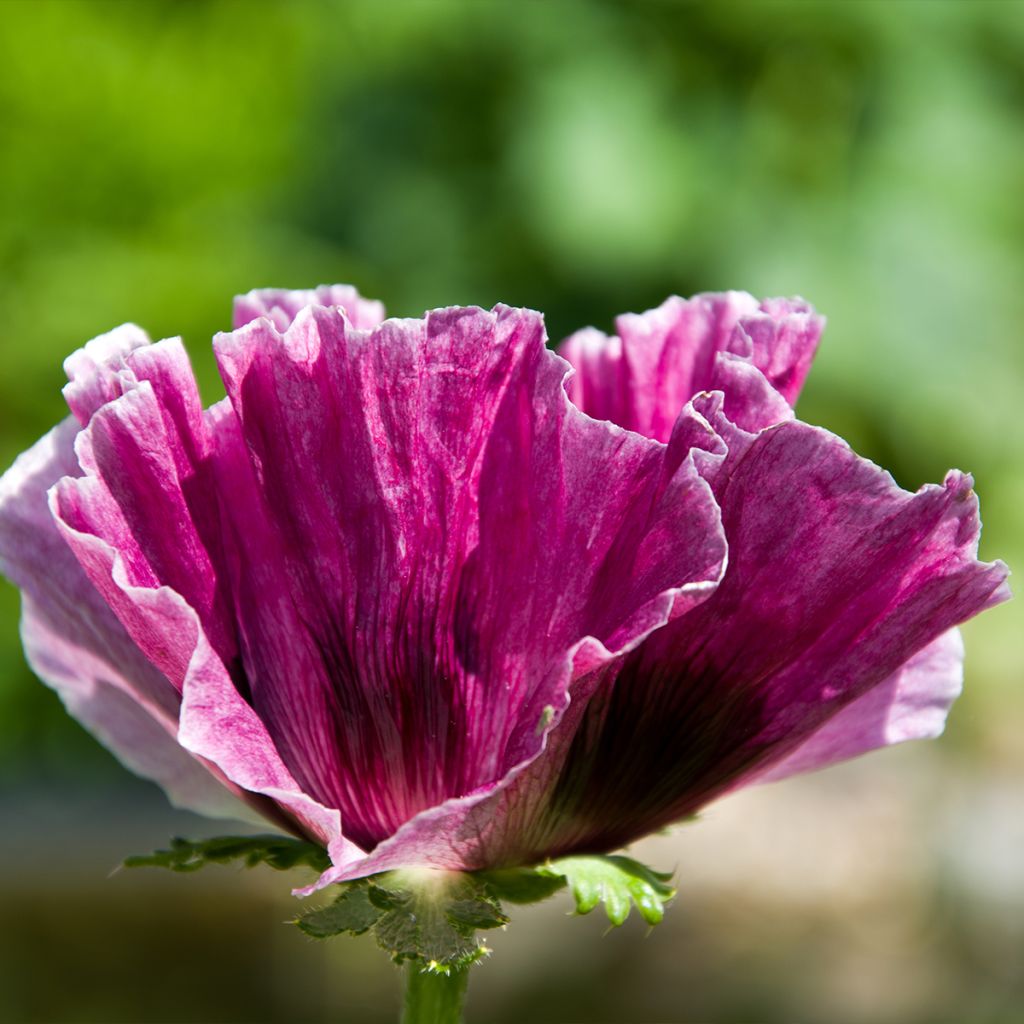 Pavot d'Orient Harlem - Papaver orientale