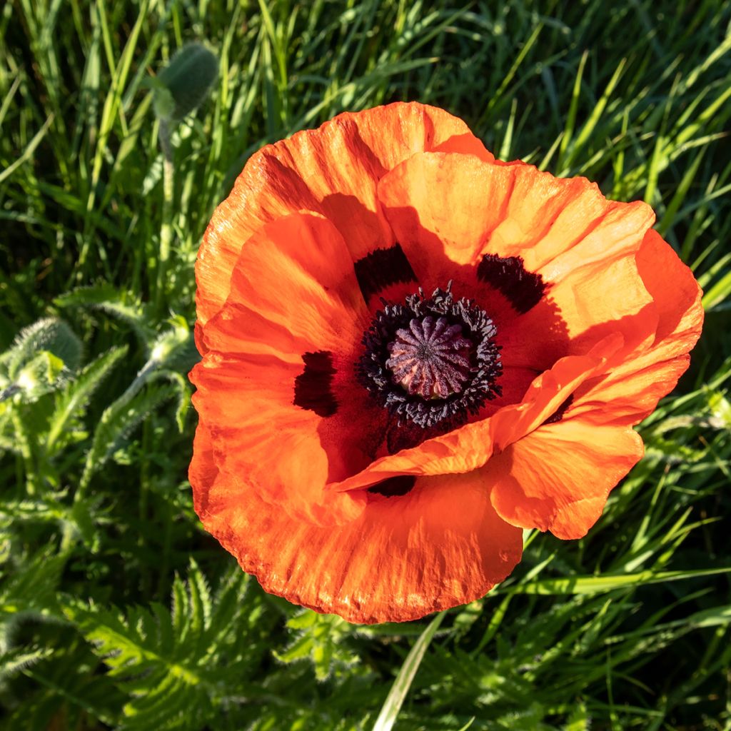 Papaver orientale Orange Glow