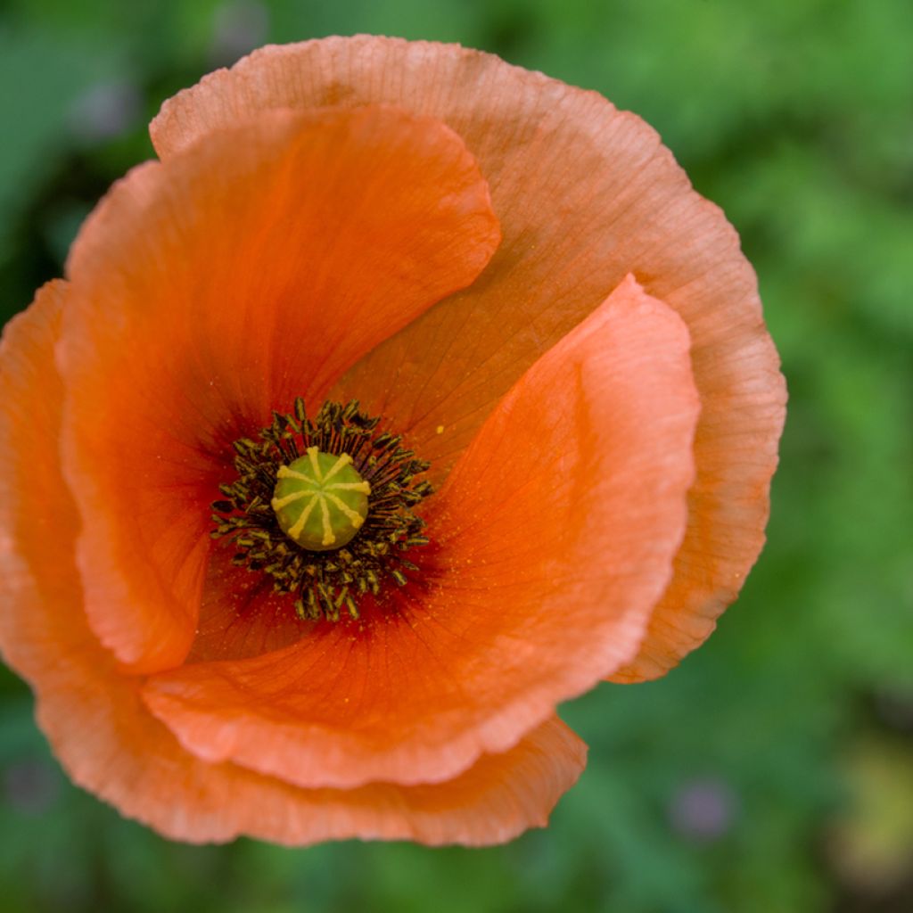 Papaver orientale Harvest Moon