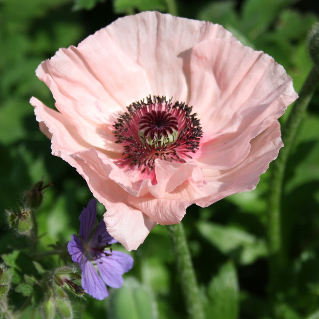 Papaver orientale Karine