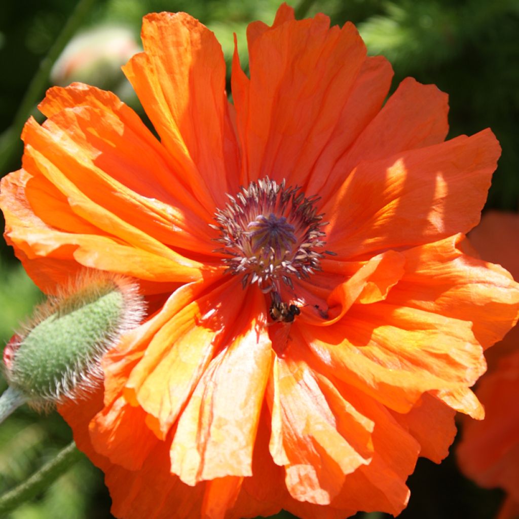 Papaver orientale May Queen