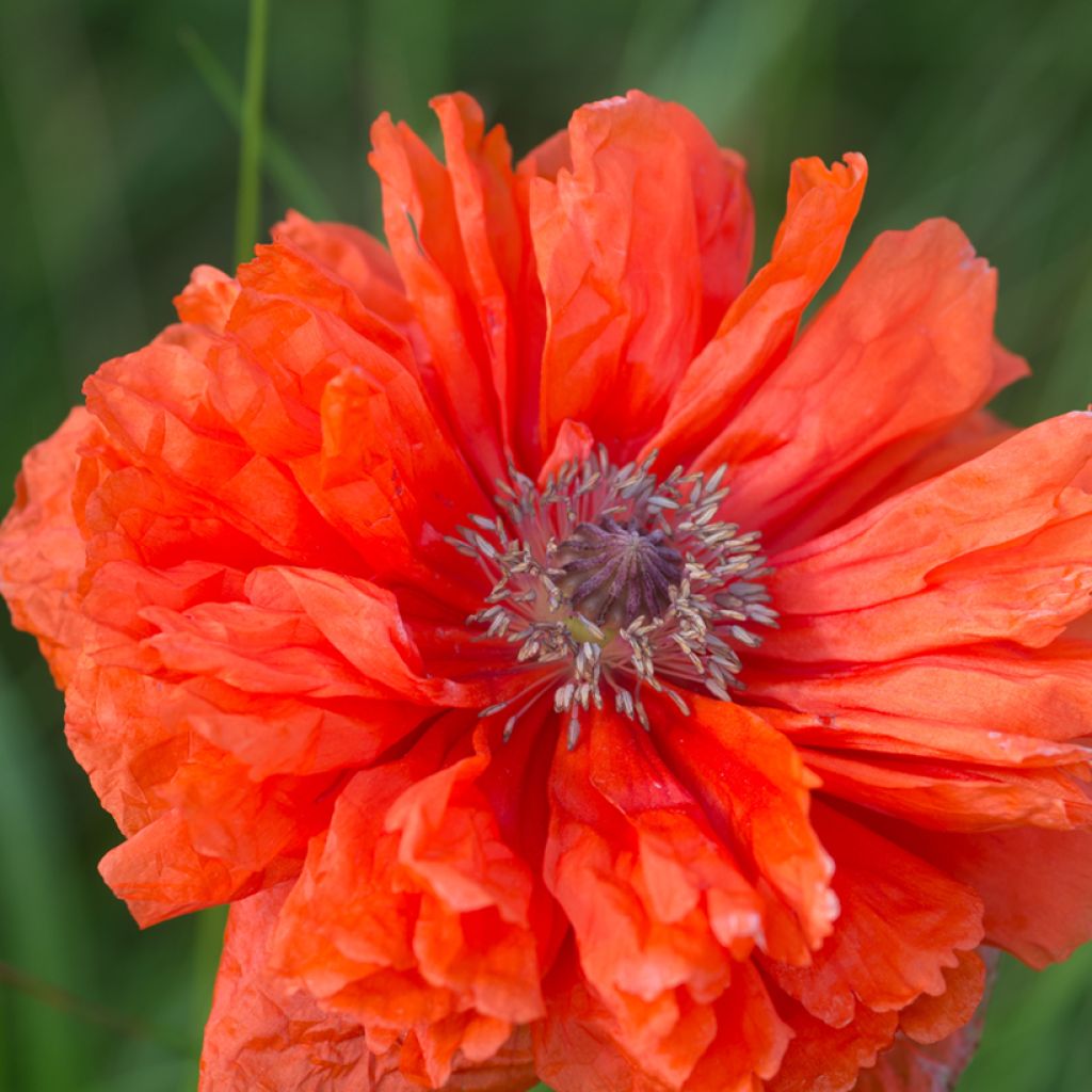 Papaver orientale May Queen