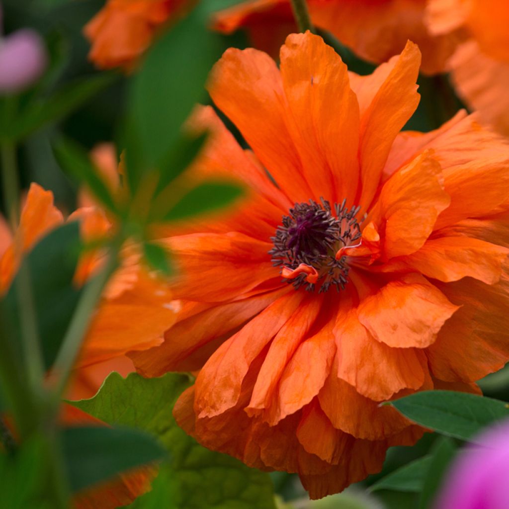 Papaver orientale May Queen