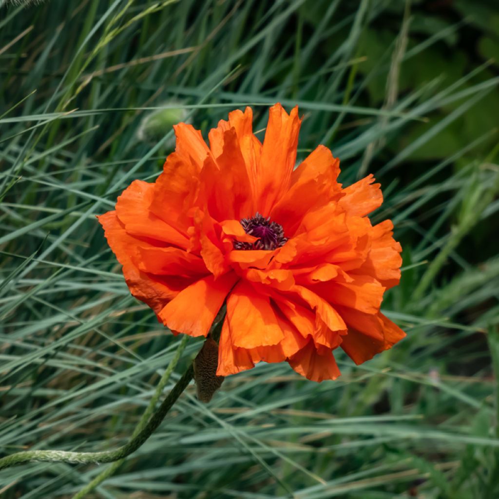 Papaver orientale May Queen