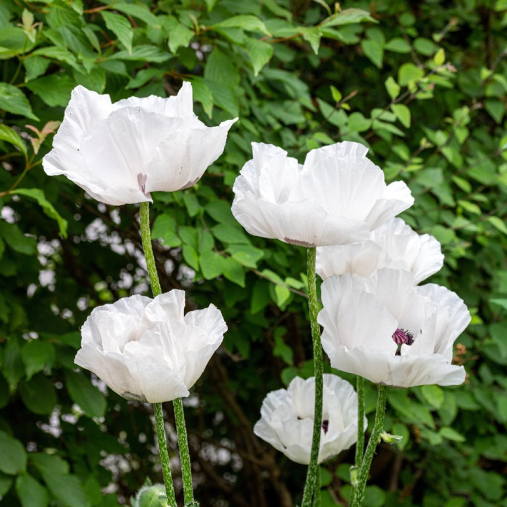 Papaver orientale Perry's White