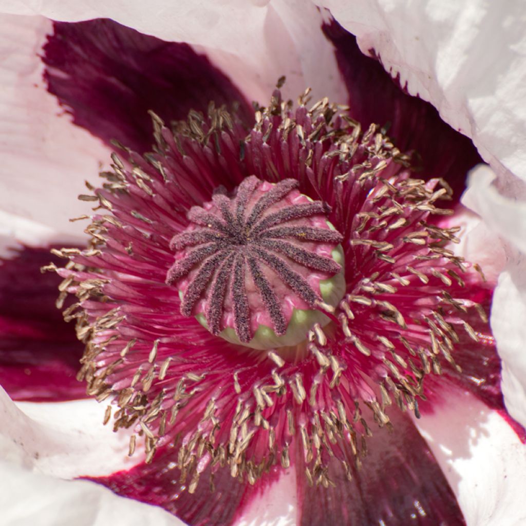 Papaver orientale Royal Wedding