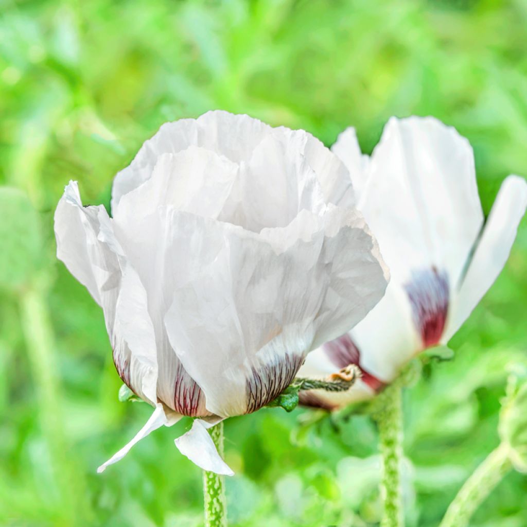 Papaver orientale Royal Wedding