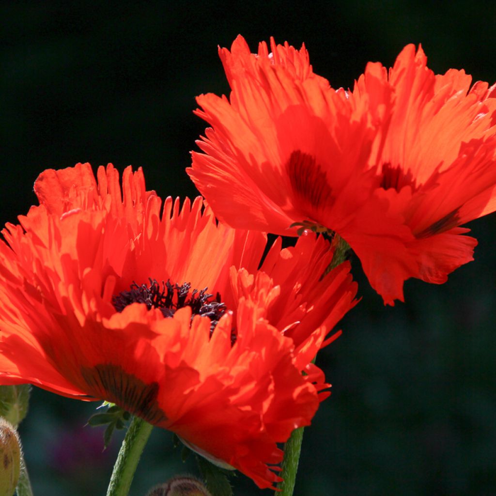 Papaver orientale Türkenlouis