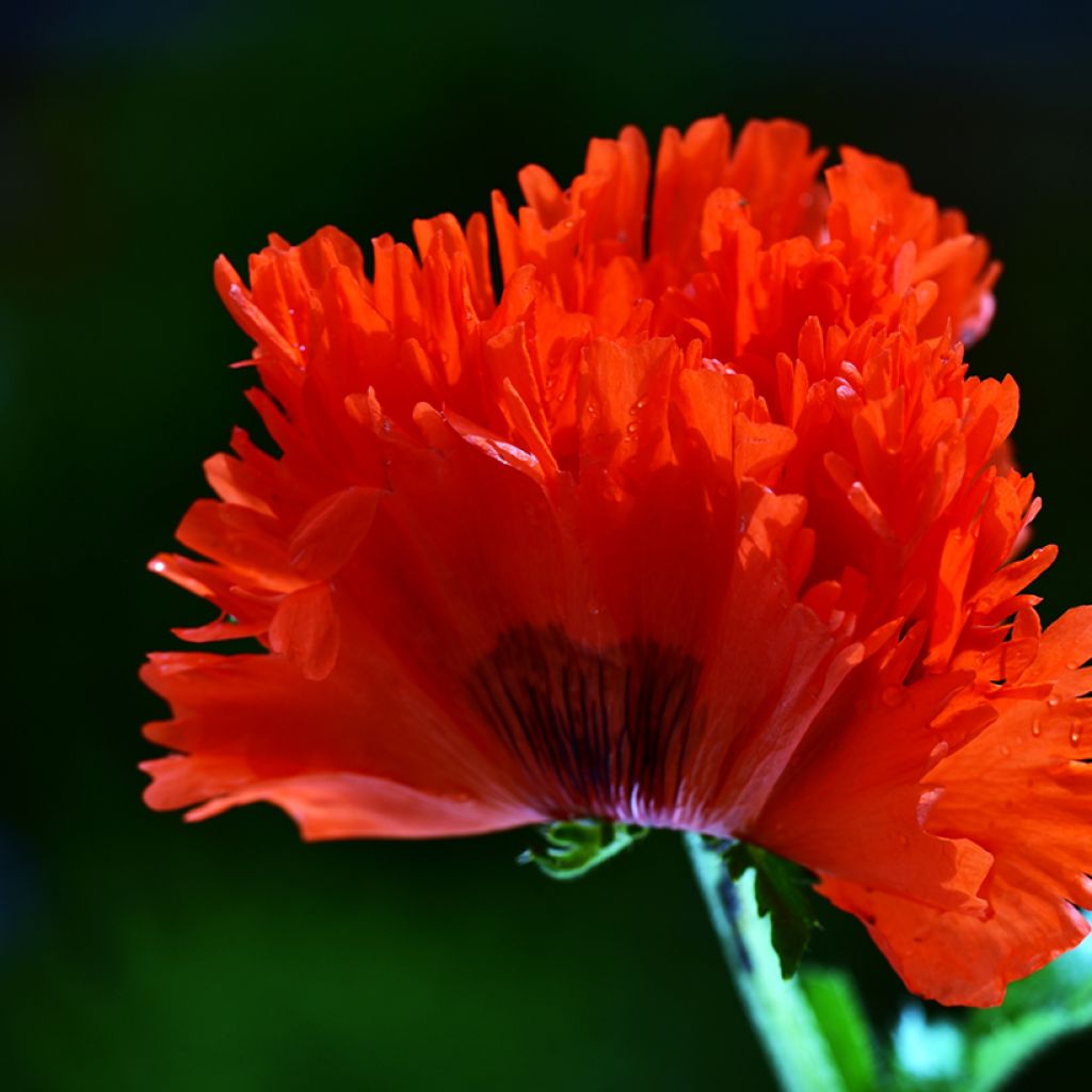 Papaver orientale Türkenlouis