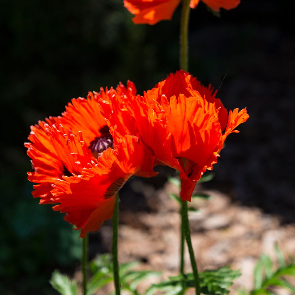 Papaver orientale Türkenlouis