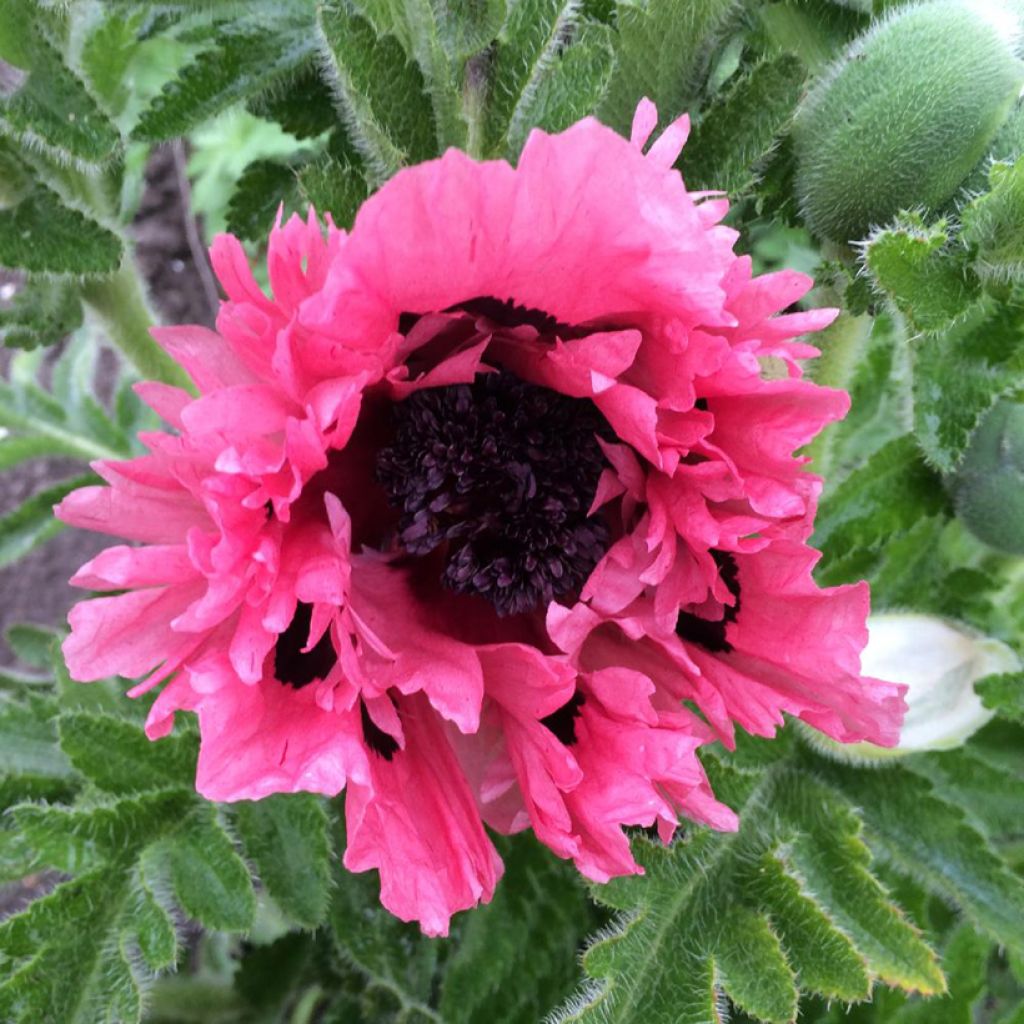 Pavot d'Orient Pink Perfection - Papaver orientale