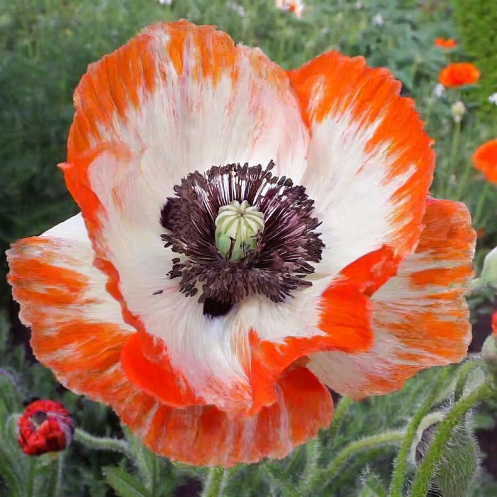 Papaver orientale Place Pigalle