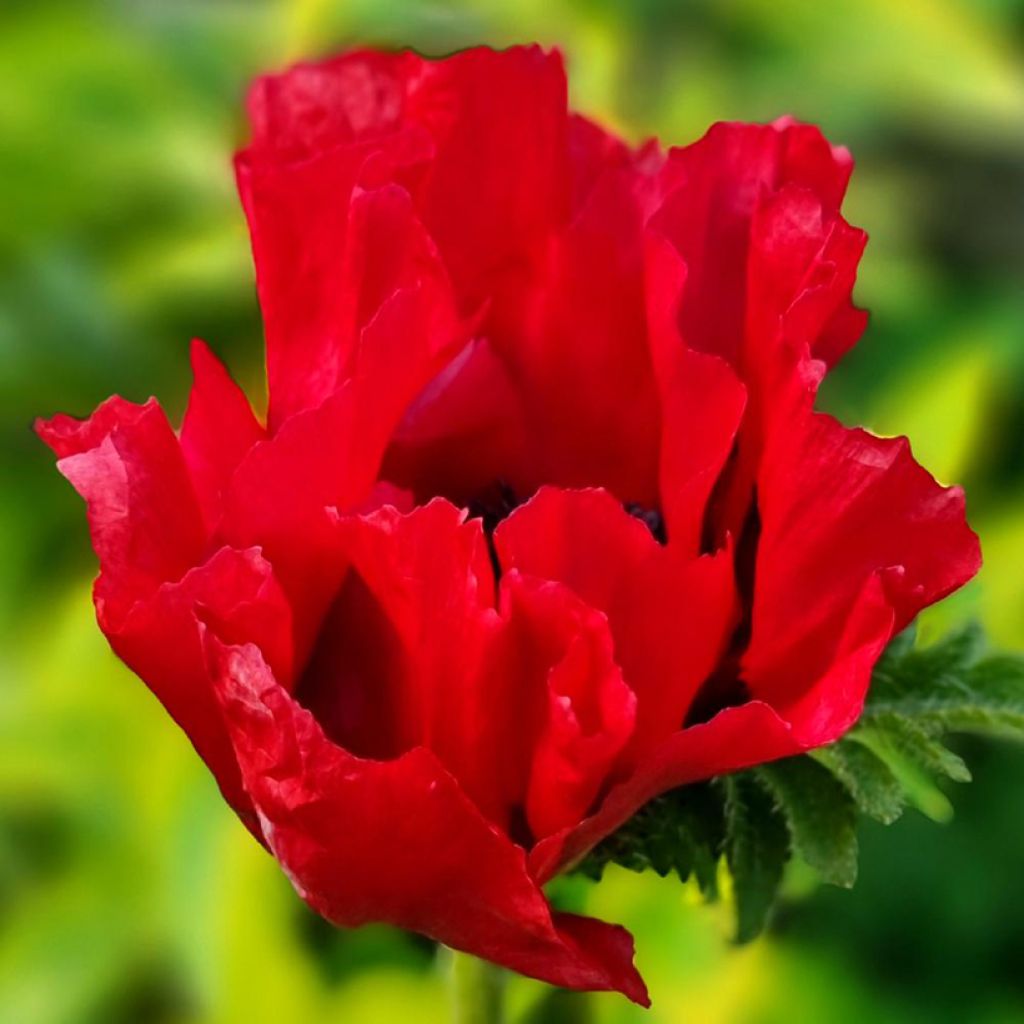 Pavot d'Orient Red Rumble - Papaver orientale