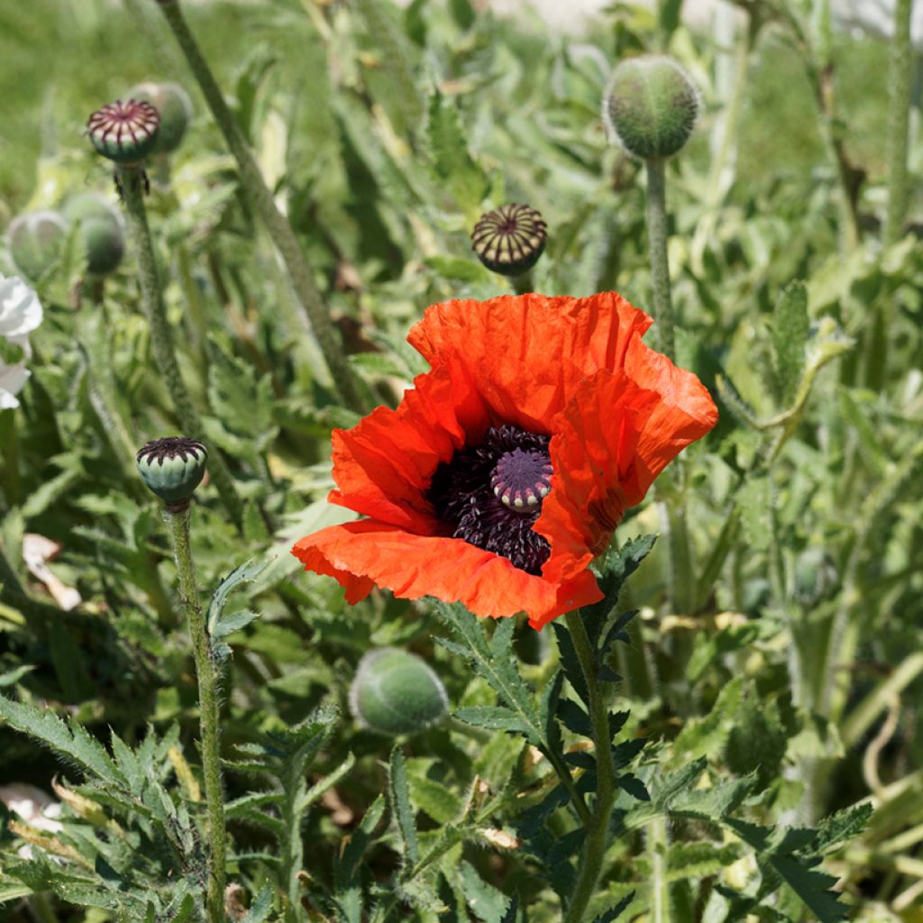 Papaver orientale Allegro