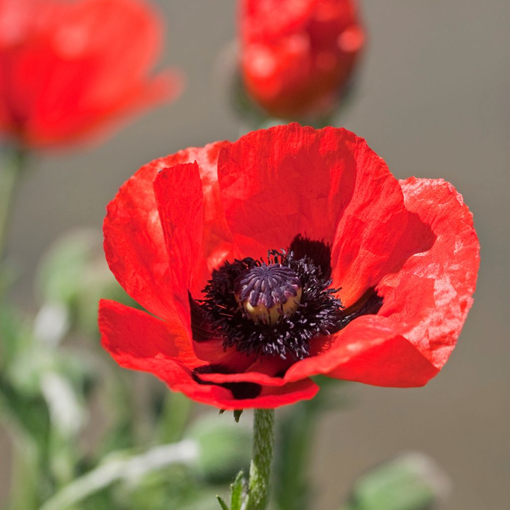 Papaver orientale Allegro