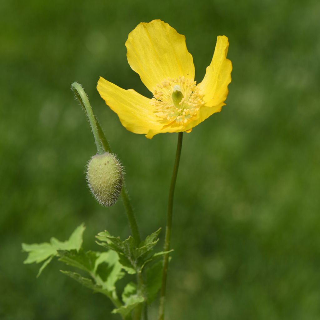 Meconopsis cambrica - Papavero del Galles