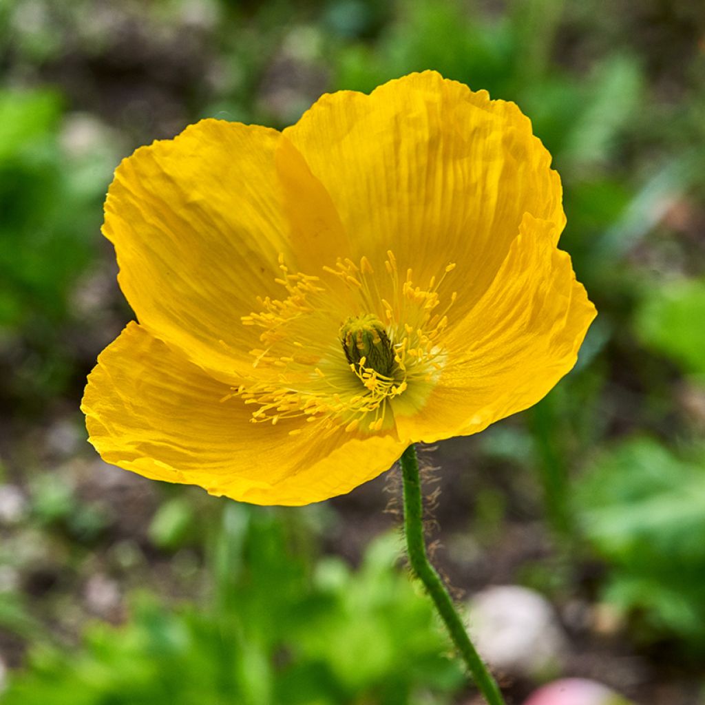 Meconopsis cambrica - Papavero del Galles