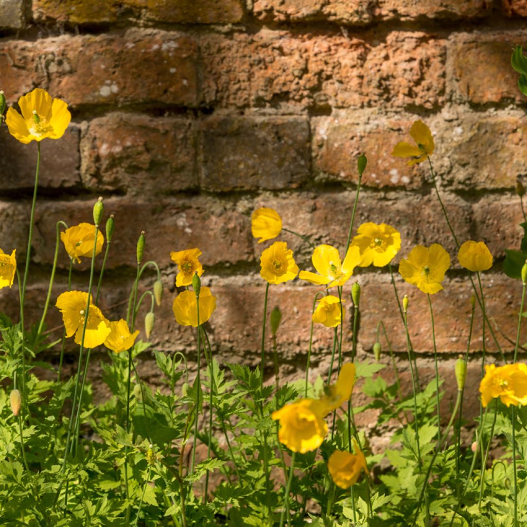 Meconopsis cambrica - Papavero del Galles