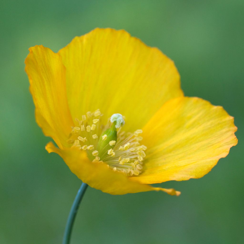 Meconopsis cambrica - Papavero del Galles