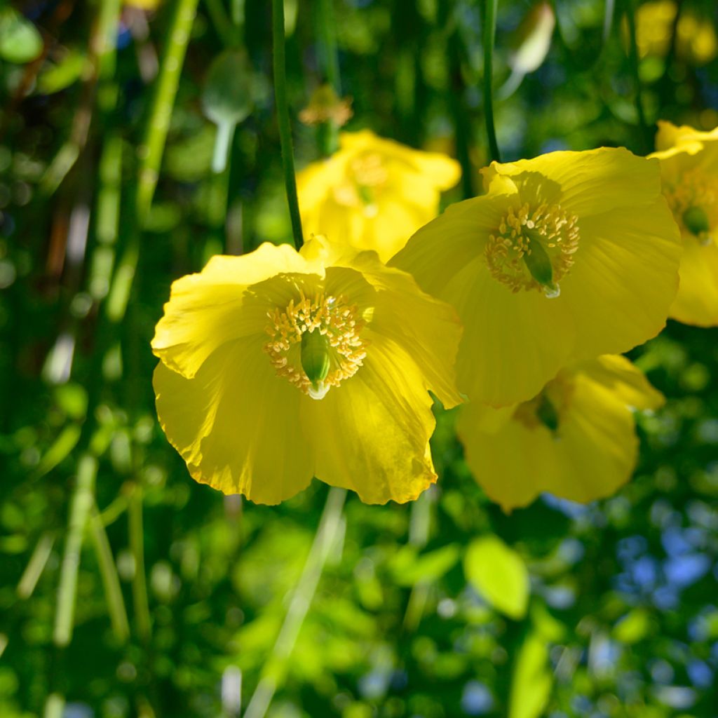 Meconopsis cambrica - Papavero del Galles