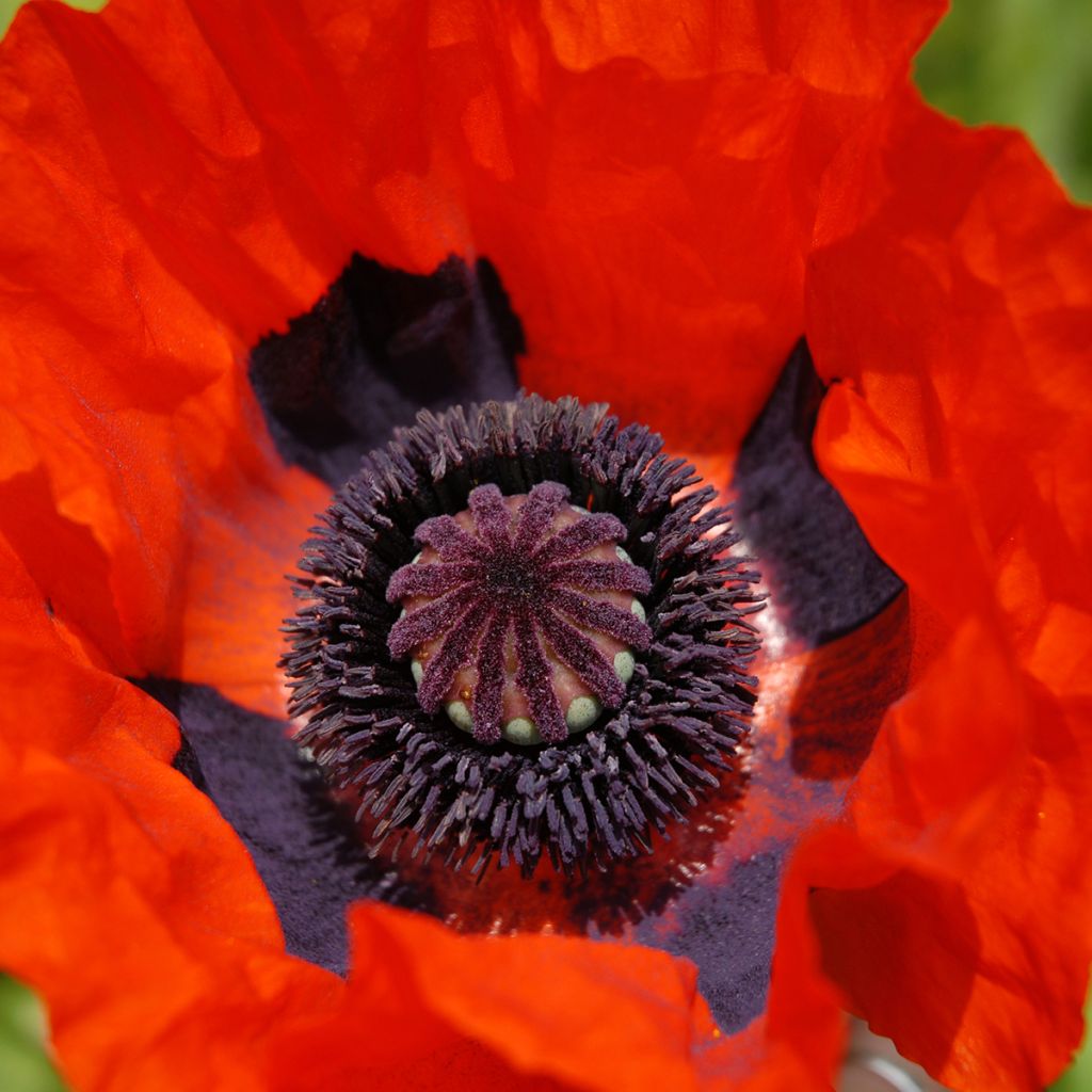 Papaver orientale Brilliant