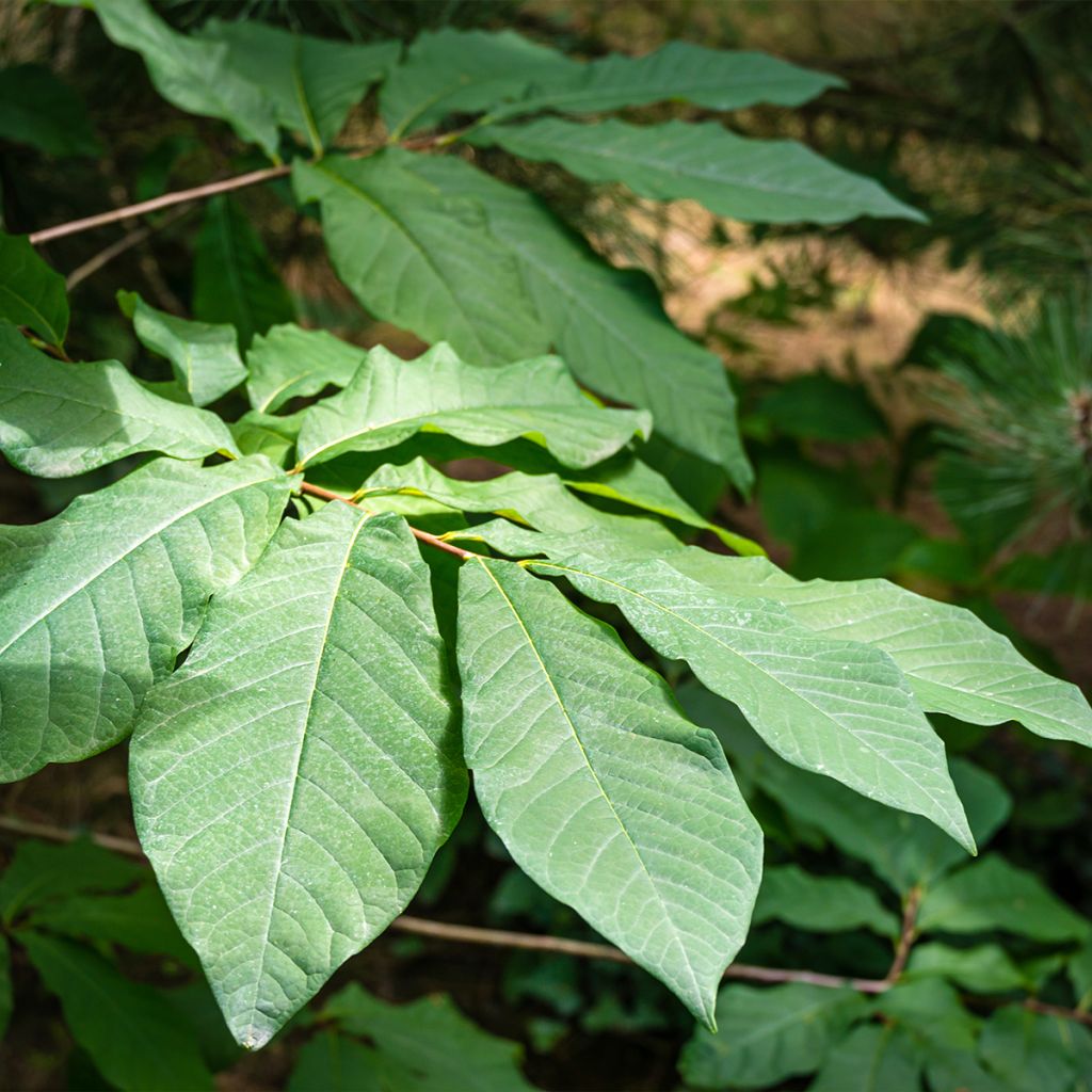 Pawpaw - Asimina triloba Allegheny