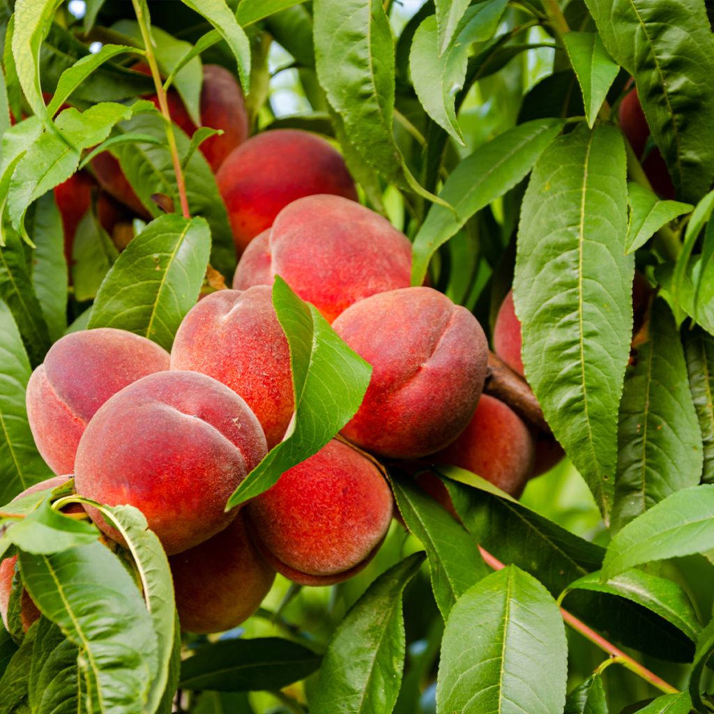 Pêcher Charles Ingouf - Prunus persica Buisson en racines nues