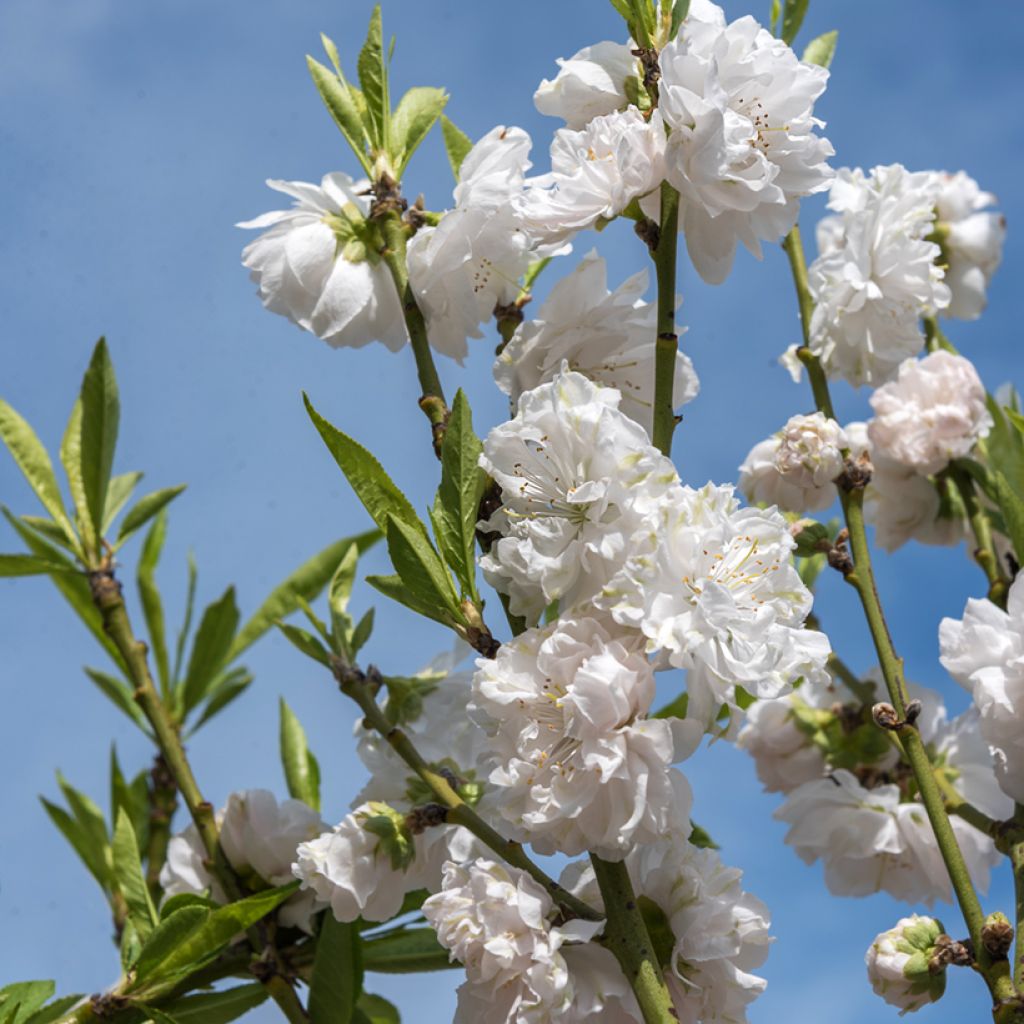 Prunus persica Taoflora White - Pesco da fiore