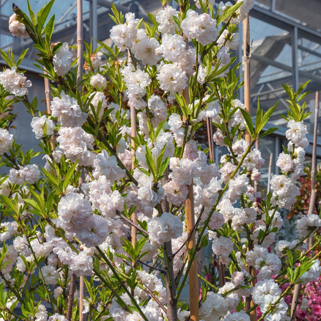 Prunus persica Taoflora White - Pesco da fiore