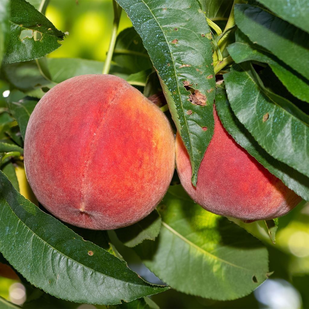 Pêcher nain Fruit me Peach me Red