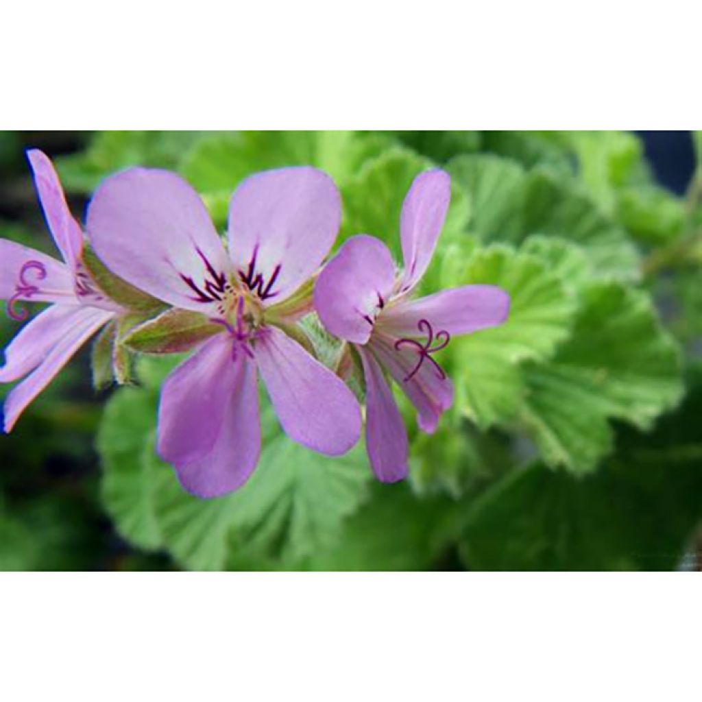 Pelargonium Atomic Snowflake