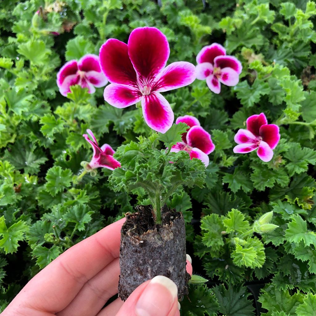 Pelargonium Angel's Perfume