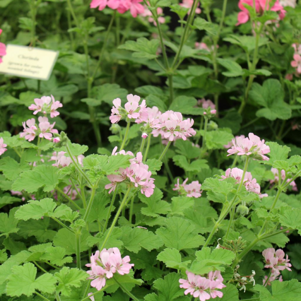 Pelargonium Attar of Roses