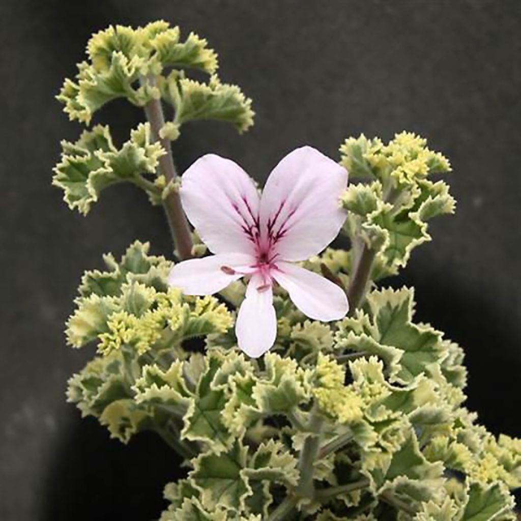 Pelargonium crispum Prince Rupert