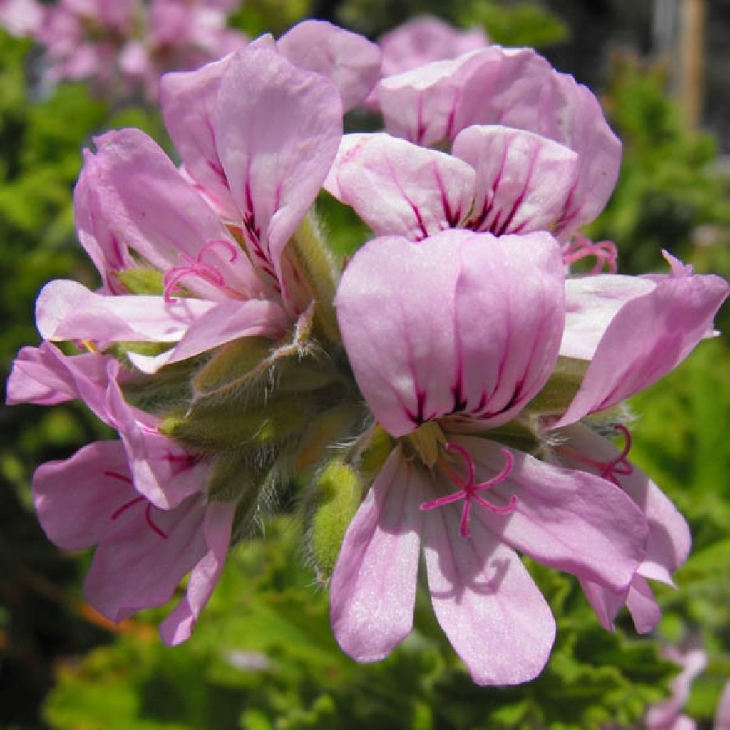 Pelargonium Attar of Roses