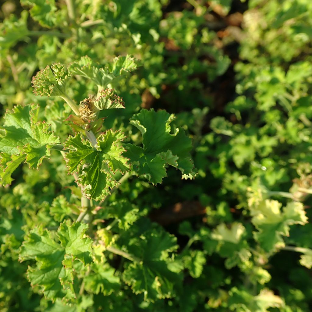 Pelargonium crispum Peach Cream - Géranium d'odeur panaché parfum pêche