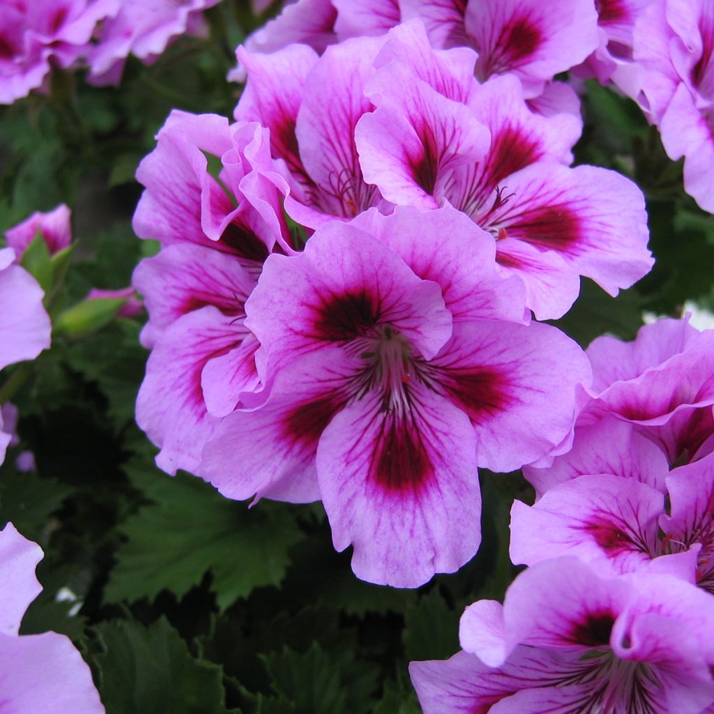 Pelargonium Cynthia - Géranium des fleuristes